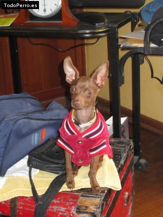 La foto del perro