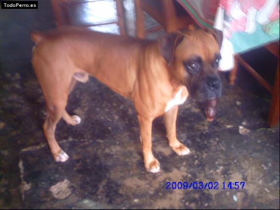 La foto del perro