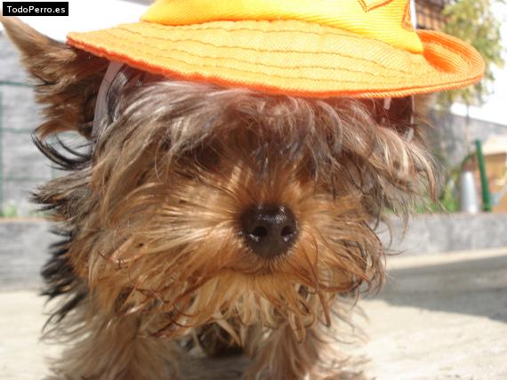 La foto del perro