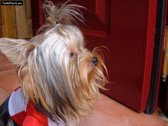La foto del perro