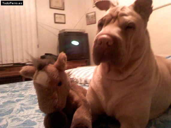 La foto del perro