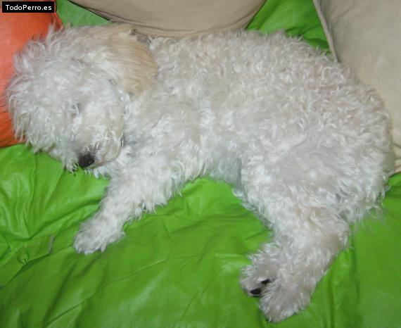 La foto del perro