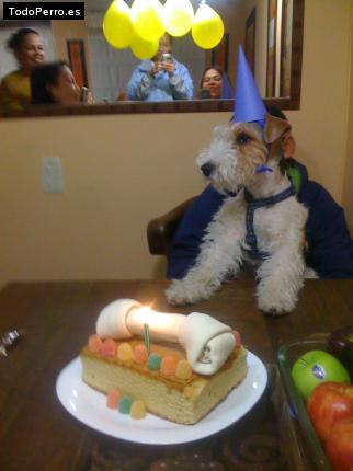 La foto del perro