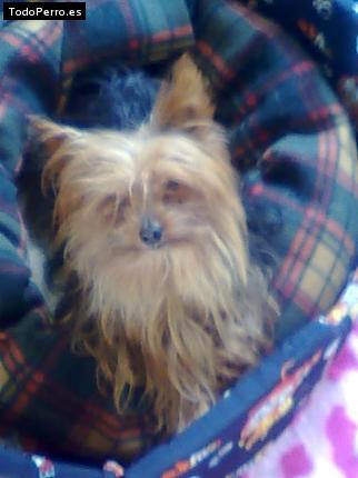 La foto del perro