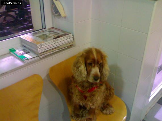 La foto del perro