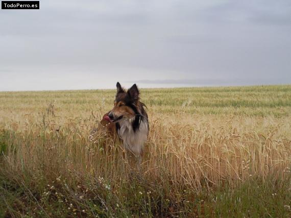 La foto del perro