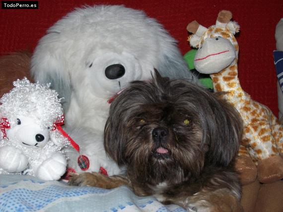 La foto del perro