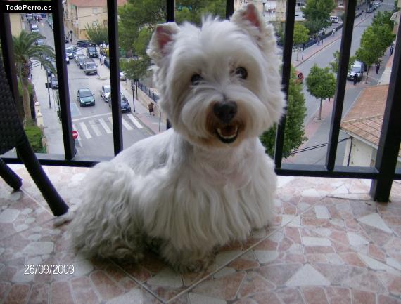 La foto del perro