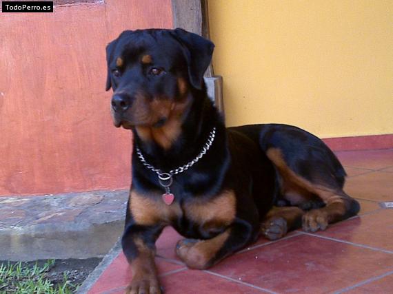 La foto del perro