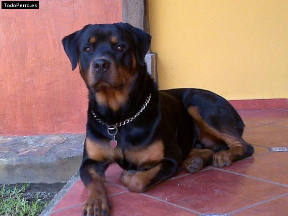 La foto del perro
