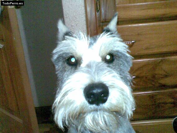 La foto del perro