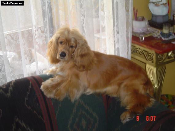 La foto del perro