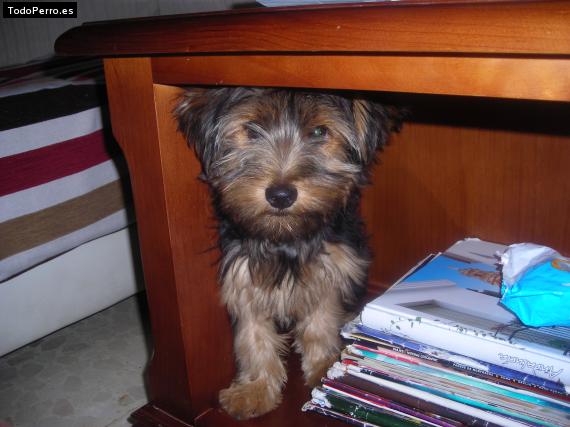 La foto del perro