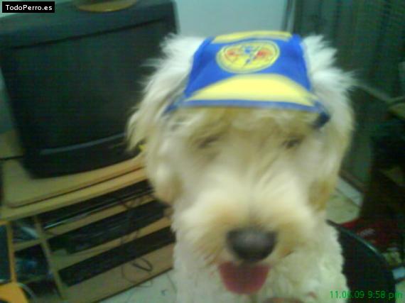 La foto del perro
