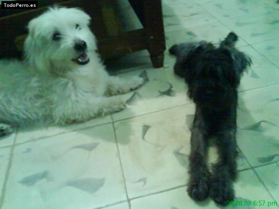 La foto del perro
