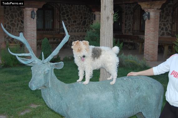 Foto del perro Mussy