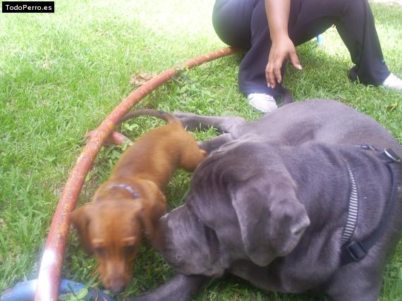 Foto del perro Rokke
