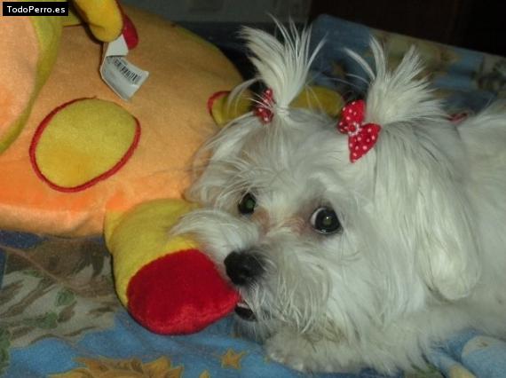La foto del perro