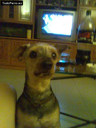 La foto del perro