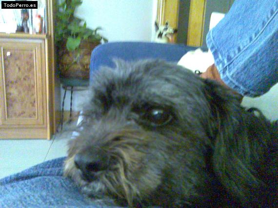 La foto del perro