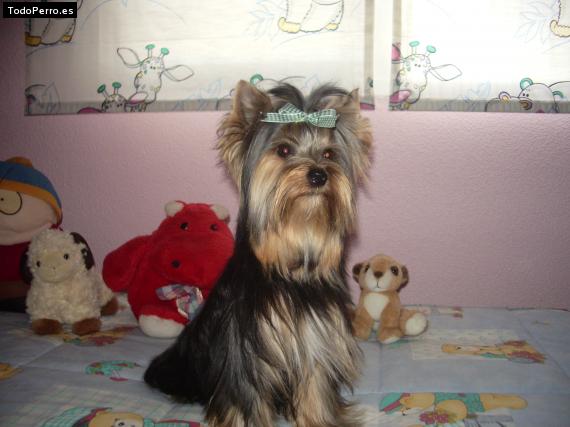 La foto del perro