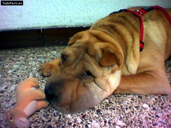 La foto del perro