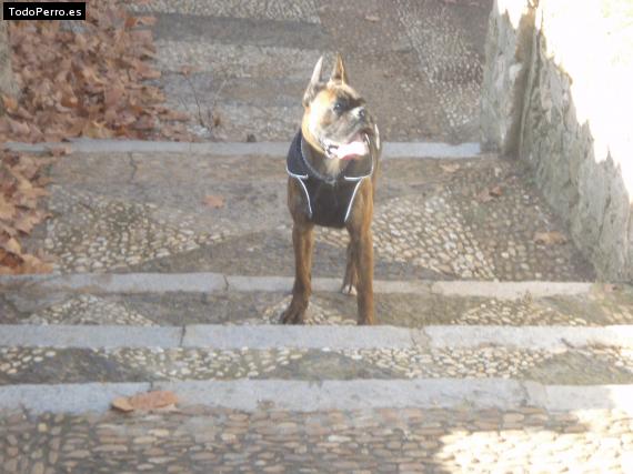La foto del perro