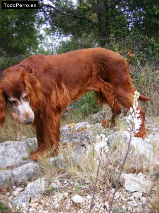 La foto del perro