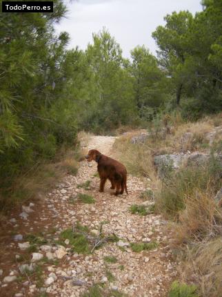 La foto del perro