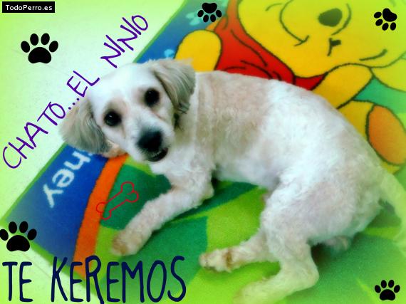 La foto del perro