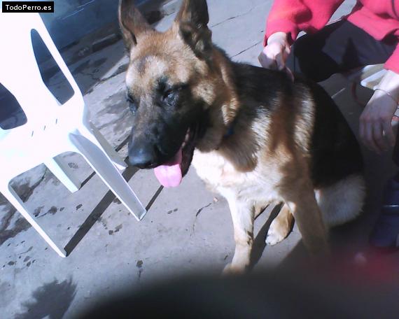 La foto del perro