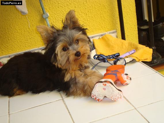 La foto del perro