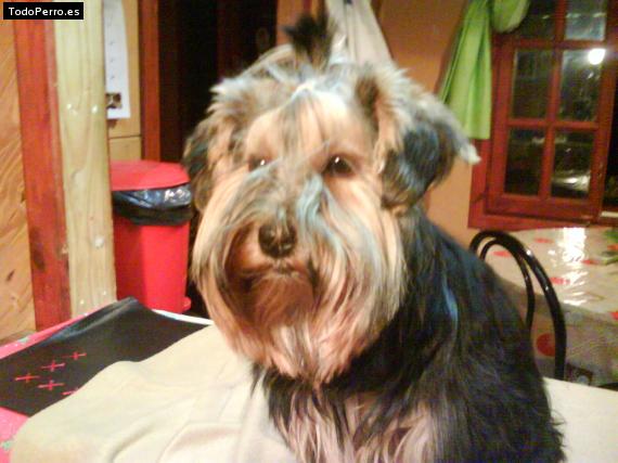 La foto del perro