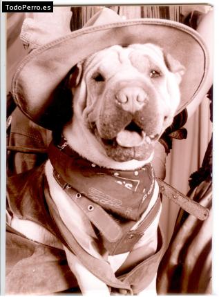 La foto del perro