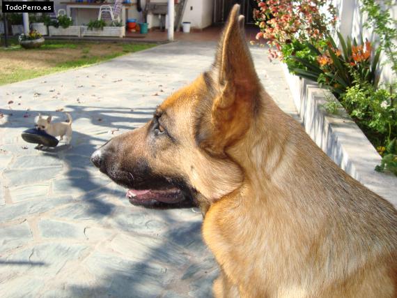 La foto del perro