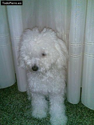 Foto del perro India