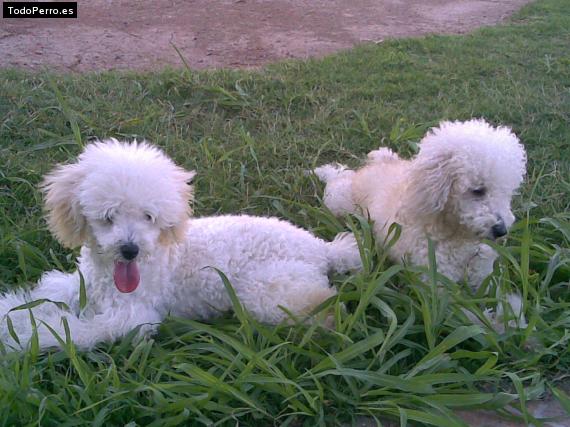 Foto del perro Ian