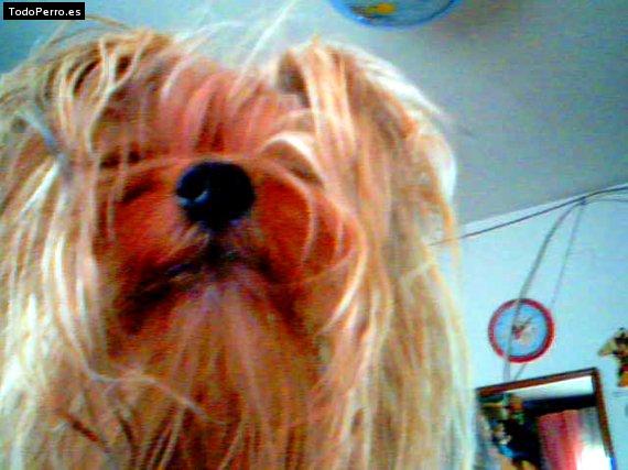 La foto del perro