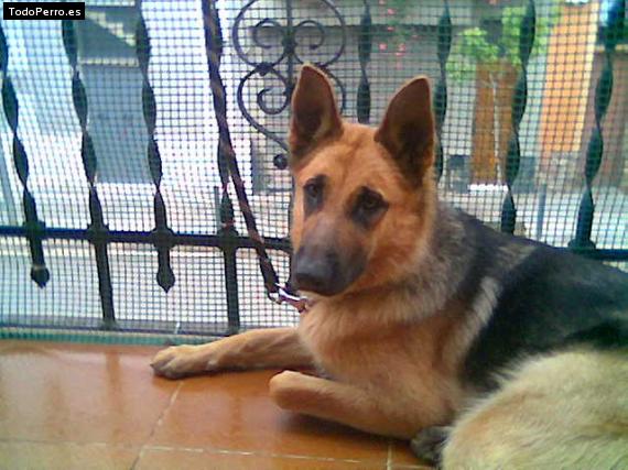 La foto del perro
