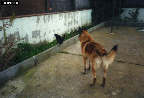 La foto del perro