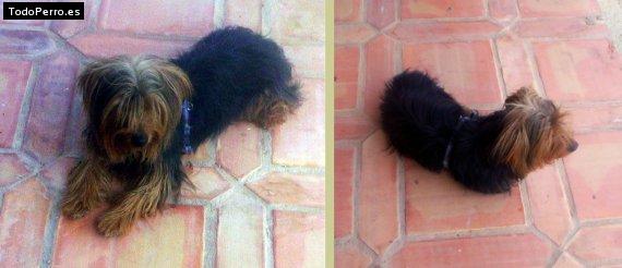 La foto del perro