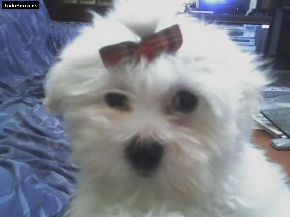La foto del perro