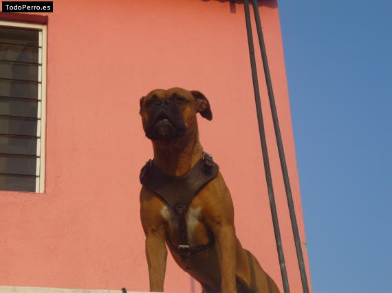 La foto del perro