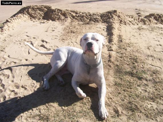 La foto del perro