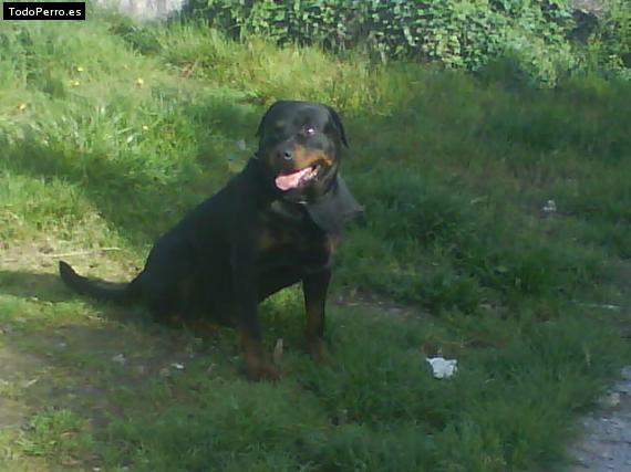La foto del perro
