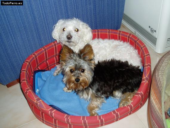 La foto del perro