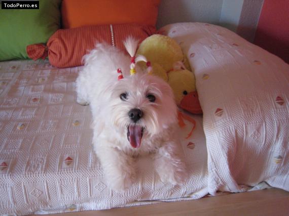 La foto del perro