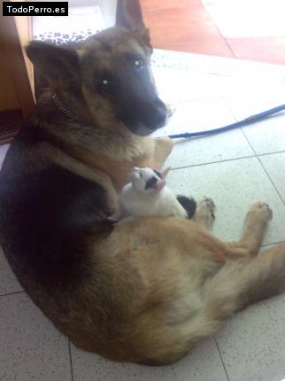 La foto del perro