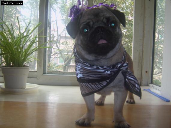 La foto del perro