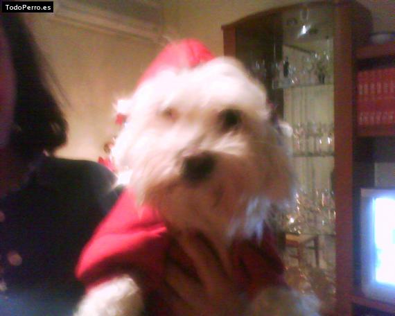 La foto del perro